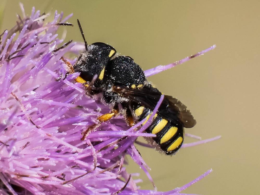  Pseudoanthidium melanurum (Klug, 1832)