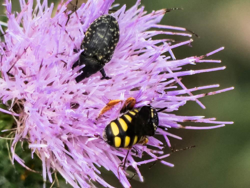  Pseudoanthidium melanurum (Klug, 1832)