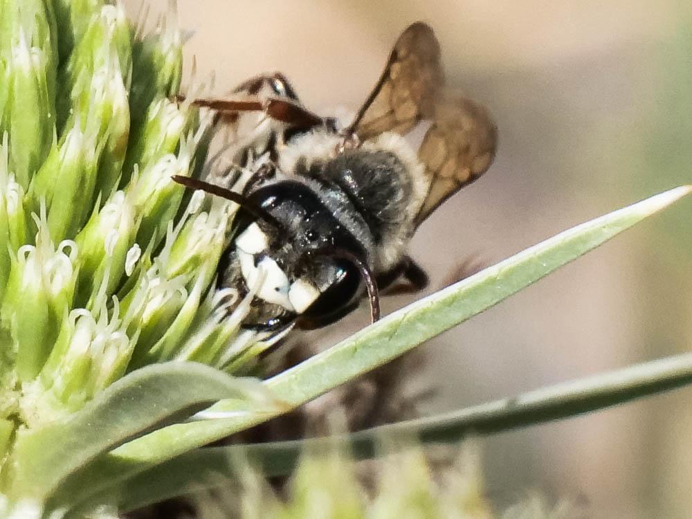  Andrena variabilis Smith, 1853