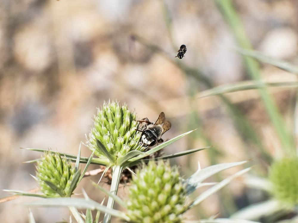 Andrena variabilis Smith, 1853