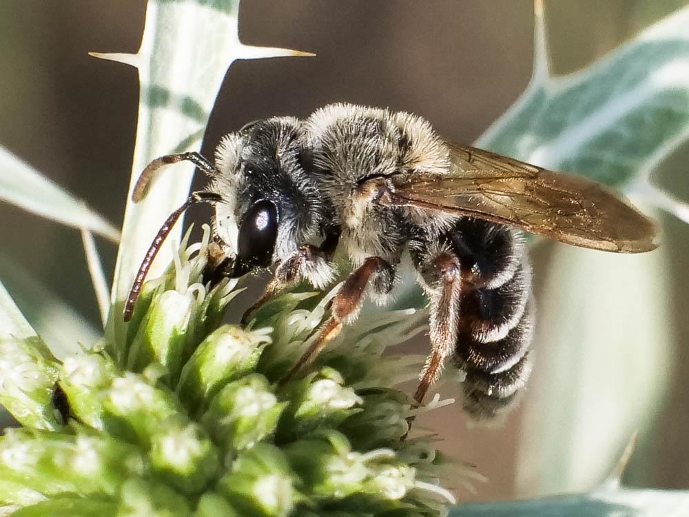 Andrena variabilis Smith, 1853