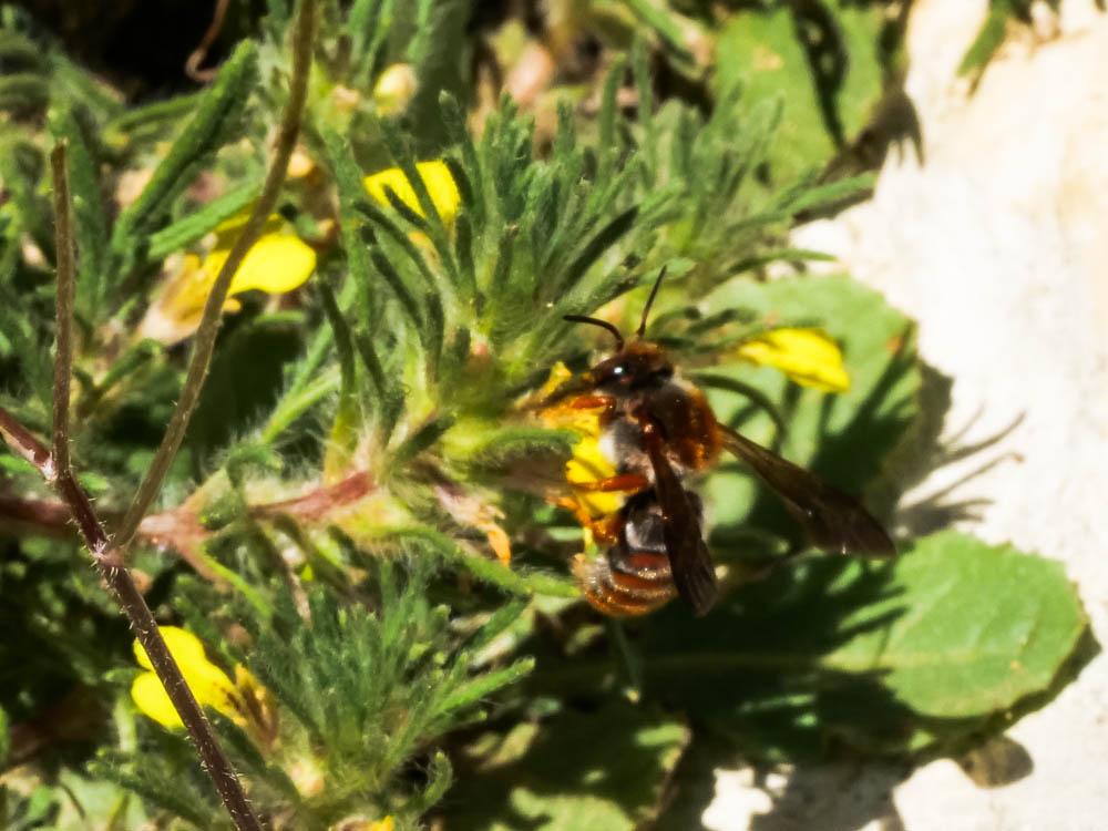  Rhodanthidium sticticum (Fabricius, 1787)