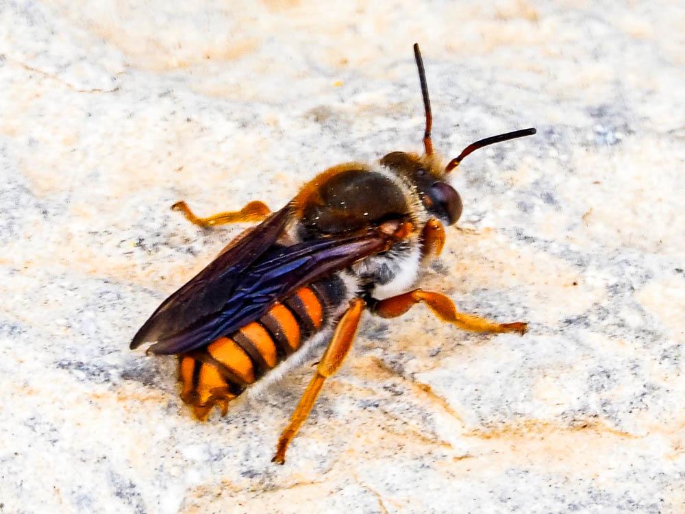  Rhodanthidium sticticum (Fabricius, 1787)