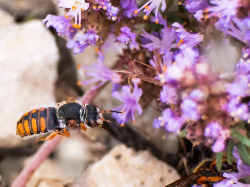  Rhodanthidium sticticum (Fabricius, 1787)