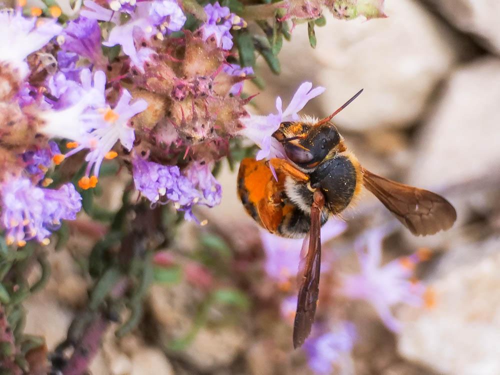  Rhodanthidium sticticum (Fabricius, 1787)