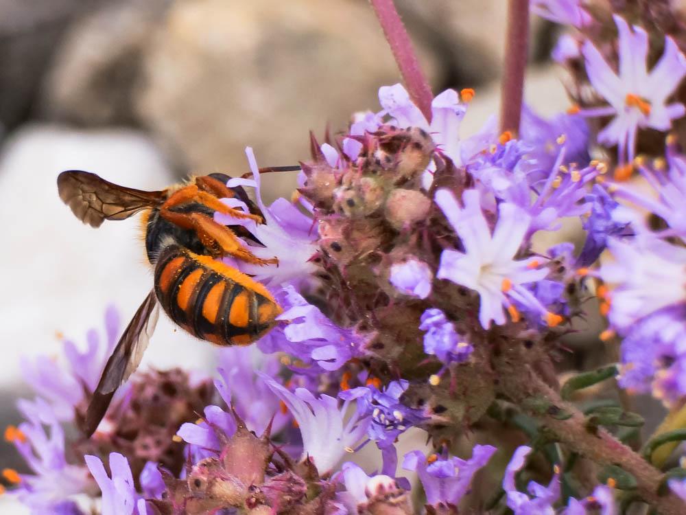  Rhodanthidium sticticum (Fabricius, 1787)