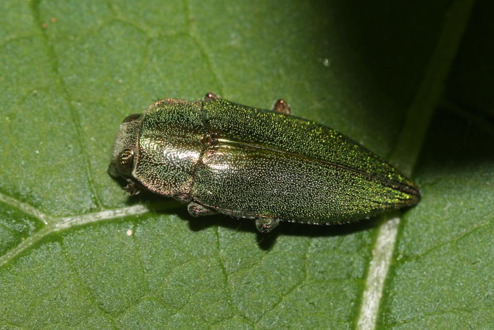Latipalpe à dos plat Latipalpis plana (Olivier, 1790)