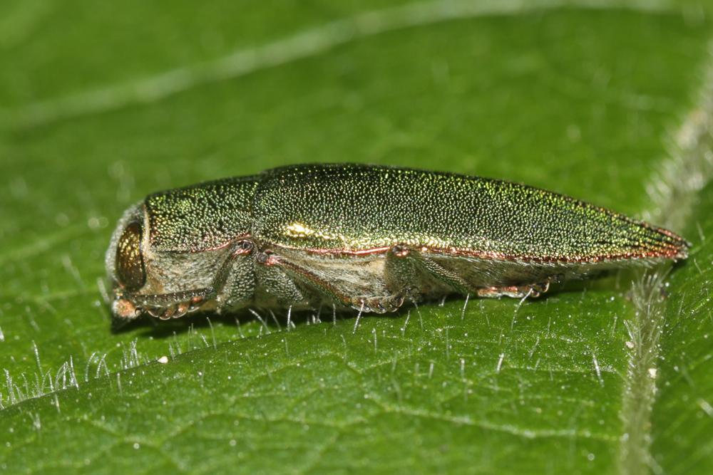 Latipalpe à dos plat Latipalpis plana (Olivier, 1790)