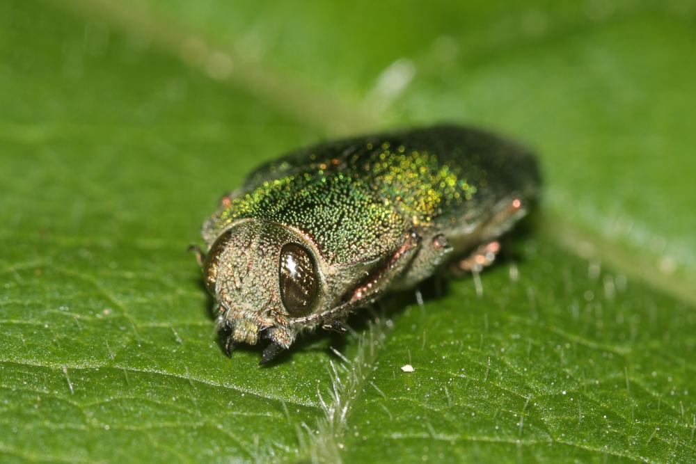 Latipalpe à dos plat Latipalpis plana (Olivier, 1790)