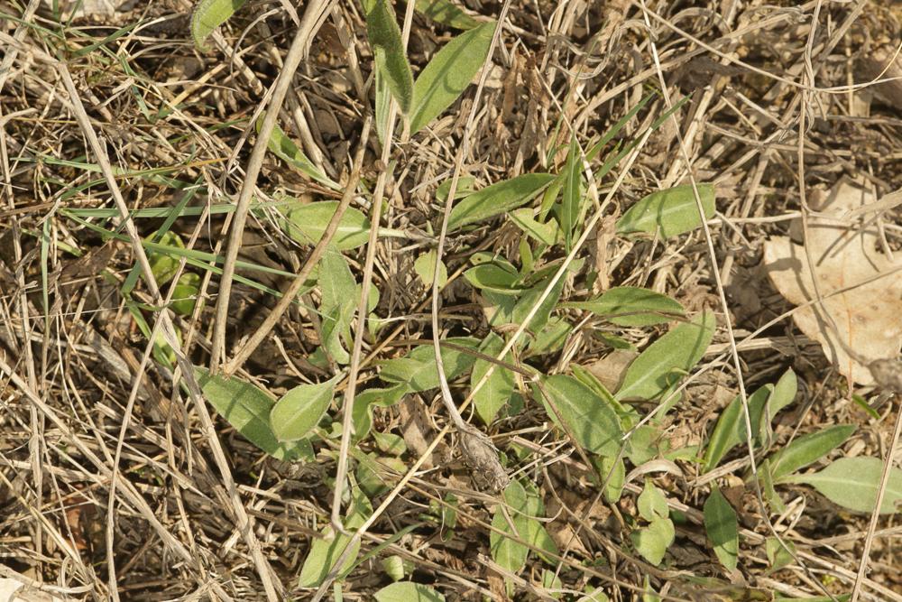 Centaurée de Timbal-Lagrave Centaurea jacea subsp. timbalii (Martrin-Donos) Braun-Blanq., 1952