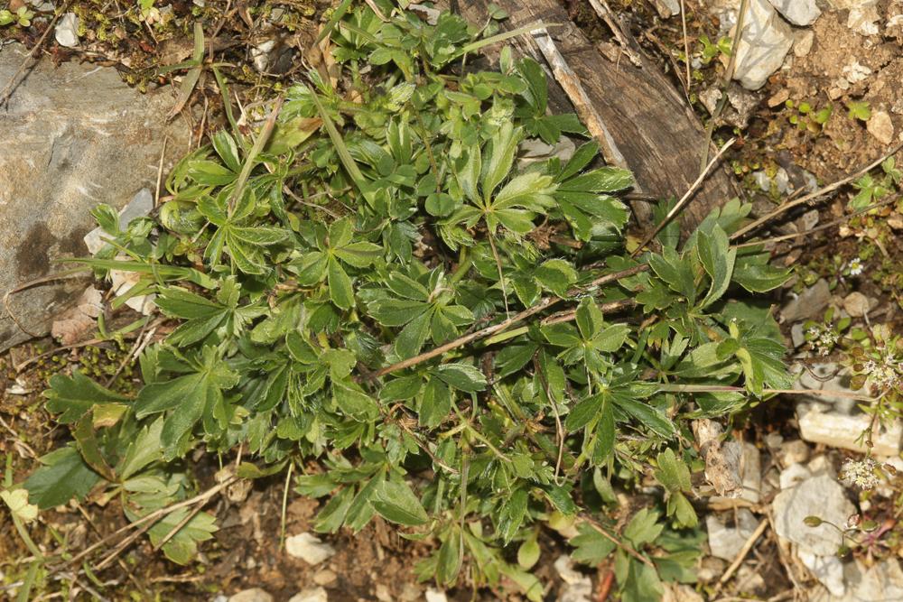Potentille velue Potentilla hirta L., 1753
