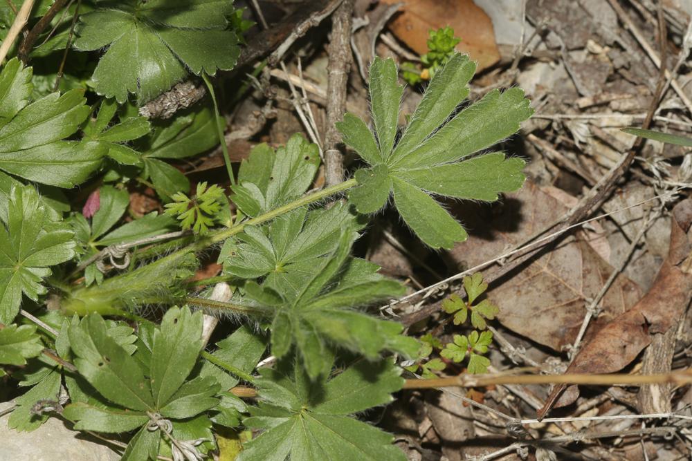 Potentille velue Potentilla hirta L., 1753