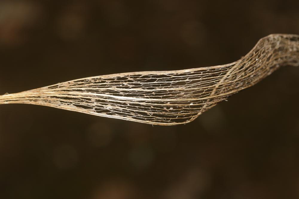 Buplèvre rigide, Buplèvre raide Bupleurum rigidum L., 1753