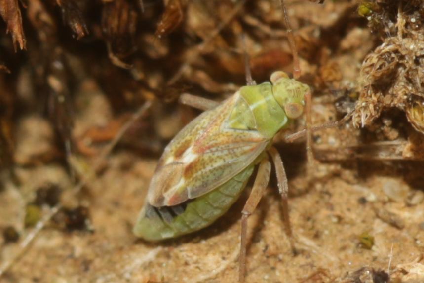  Conostethus venustus (Fieber, 1858)