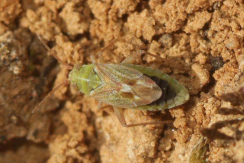  Conostethus venustus (Fieber, 1858)