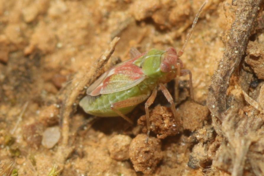 Conostethus venustus (Fieber, 1858)