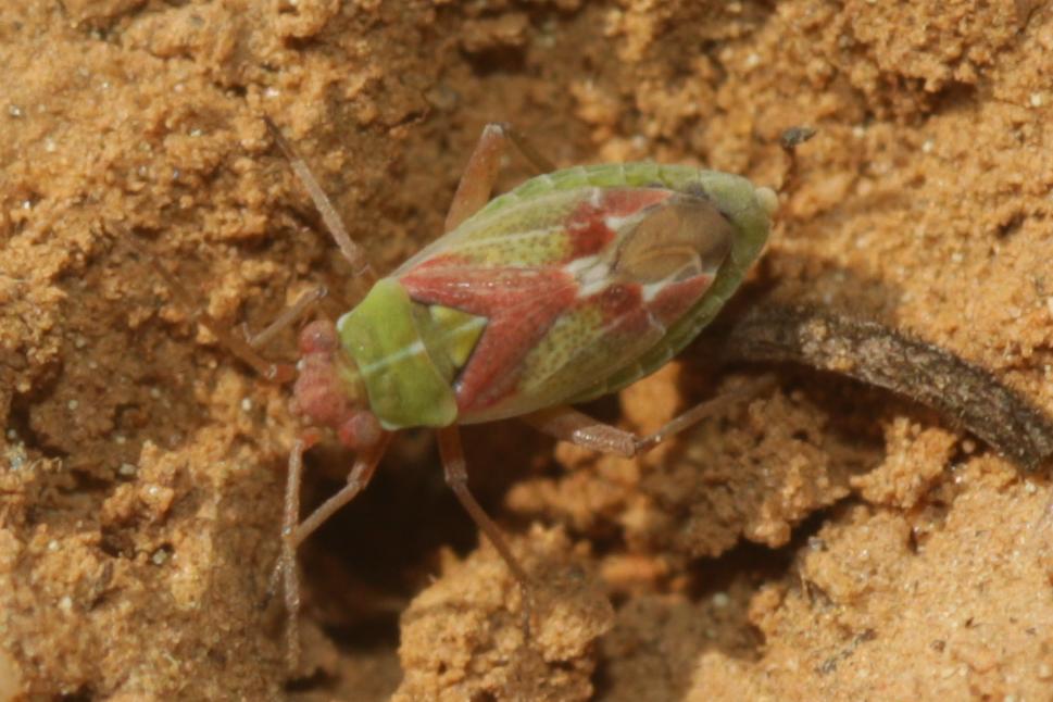  Conostethus venustus (Fieber, 1858)