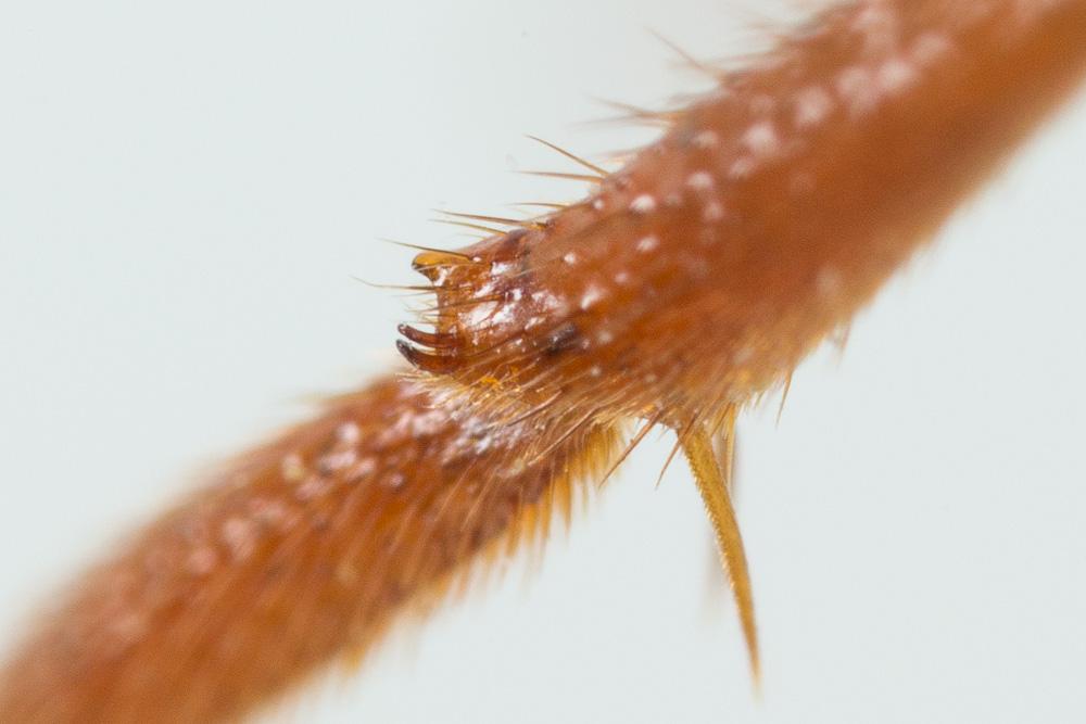Nomada duplex Smith, 1854