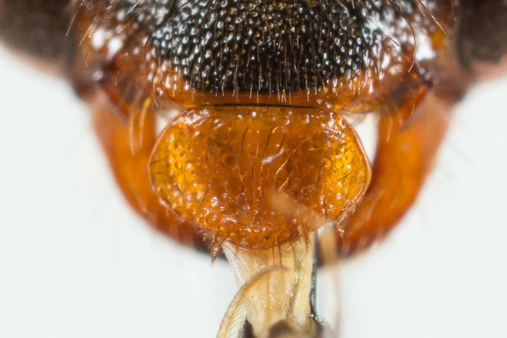 Nomada duplex Smith, 1854