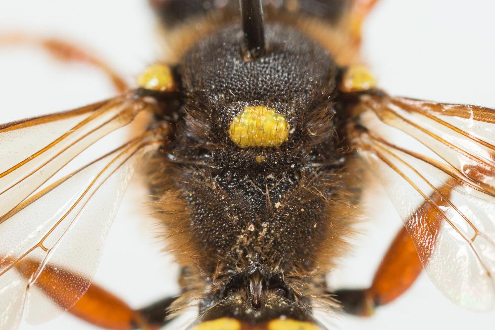 Nomada duplex Smith, 1854
