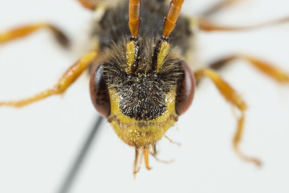 Nomada goodeniana (Kirby, 1802)