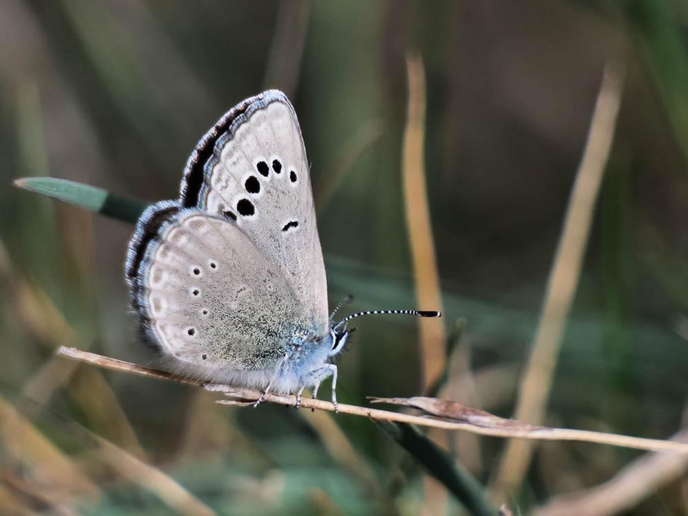 Azuré de la Badasse (L') Glaucopsyche melanops (Boisduval, 1828)
