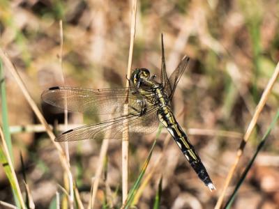 Orthétrum à stylets blancs (L') Orthetrum albistylum (Selys, 1848)