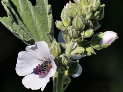 Eucère naine Tetraloniella nana (Morawitz, 1874)