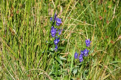Gentiane des marais, Gentiane pulmonaire des marai Gentiana pneumonanthe L., 1753