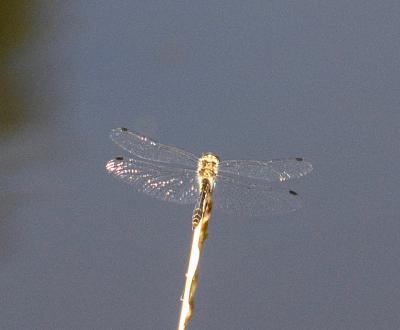 Sympétrum noir (Le) Sympetrum danae (Sulzer, 1776)