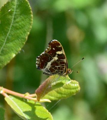 Carte géographique (La), Jaspé (Le) Araschnia levana (Linnaeus, 1758)
