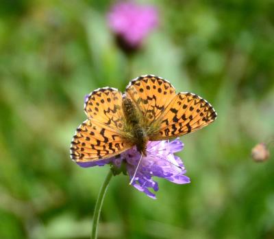 Nacré porphyrin (Le), Alezan (L'), Jason (Le), Gra Boloria titania (Esper, 1793)