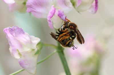  Rhodanthidium septemdentatum (Latreille, 1809)