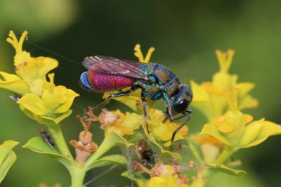  Pseudospinolia incrassata (Spinola, 1838)