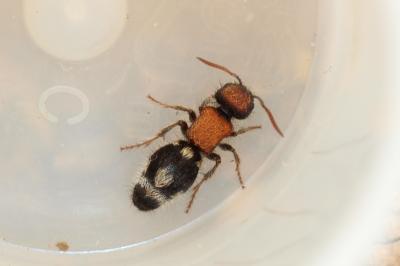  Ronisia brutia (Petagna, 1787)
