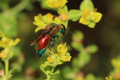  Stilbum cyanurum (Forster, 1771)