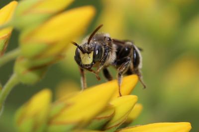  Macropis europaea Warncke, 1973