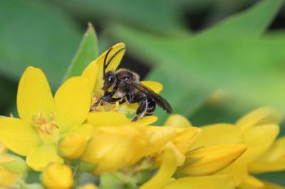  Macropis europaea Warncke, 1973