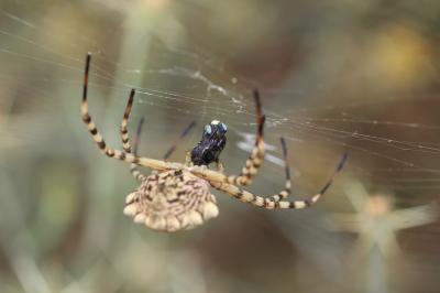  Argiope lobata (Pallas, 1772)