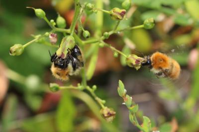 Bourdon des champs Bombus pascuorum (Scopoli, 1763)