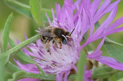Héliophile commune Anthophora bimaculata (Panzer, 1798)