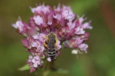  Halictus compressus (Walckenaer, 1802)