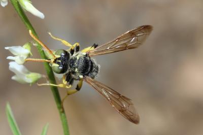  Cerceris flavicornis Brullé, 1833