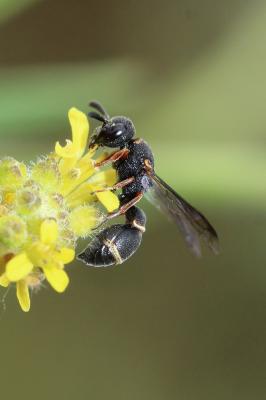  Leptochilus medanae (Gribodo, 1886)