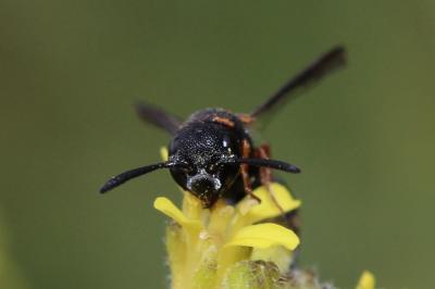  Leptochilus medanae (Gribodo, 1886)