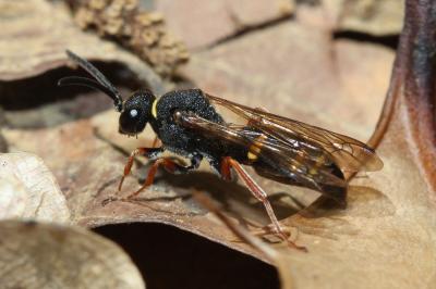  Argogorytes mystaceus (Linnaeus, 1760)