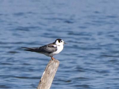 Guifette noire Chlidonias niger (Linnaeus, 1758)