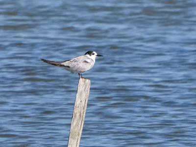 Guifette noire Chlidonias niger (Linnaeus, 1758)