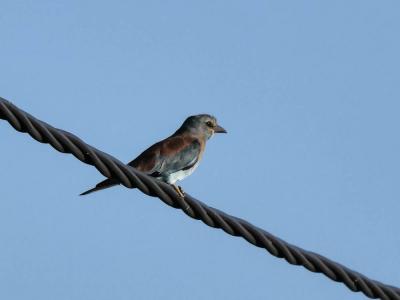 Rollier d'Europe Coracias garrulus Linnaeus, 1758