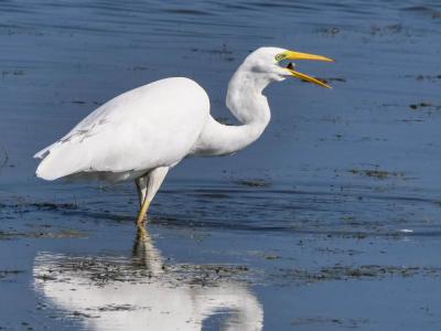 Grande Aigrette Ardea alba Linnaeus, 1758